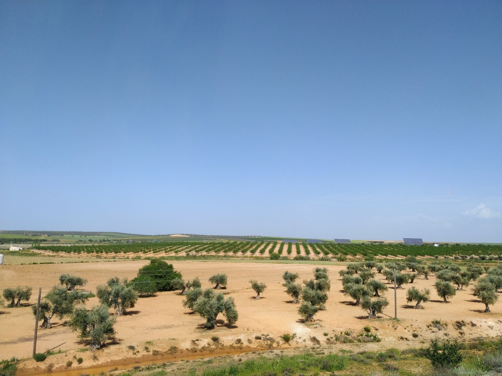 Foto de un campo de olivos en mayo visto desde un cerro  