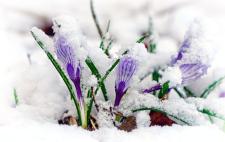 Imagen de flores