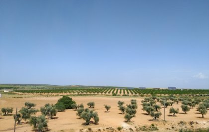Foto de un campo de olivos en mayo visto desde un cerro  