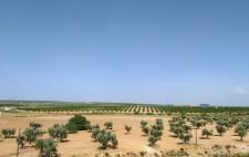 Foto de un campo de olivos en mayo visto desde un cerro Foto de un campo de olivos en mayo visto desde un cerro