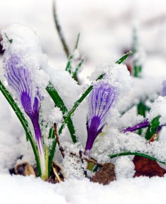 Imagen de flores