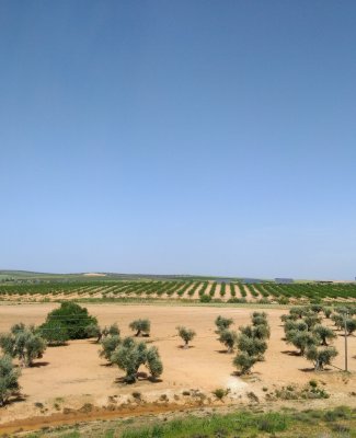 Foto de un campo de olivos en mayo visto desde un cerro  